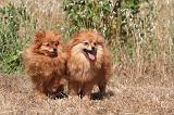 SPITZ ALLEMAND 475